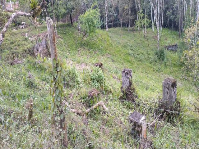 #8041 - Chácara para Venda em Natividade da Serra - SP - 3